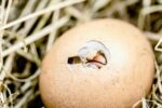 hatching chicks, egg shell break, bill